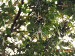 Trichonephila clavipes