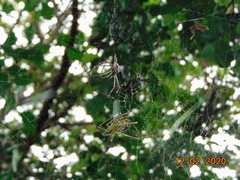 Trichonephila clavipes