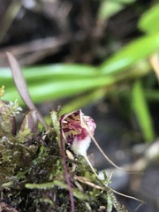 Masdevallia nidifica