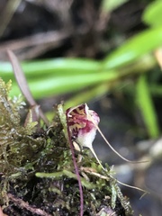 Masdevallia nidifica