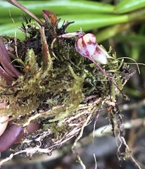 Masdevallia nidifica