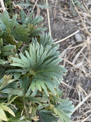 Aconitum kusnezoffii