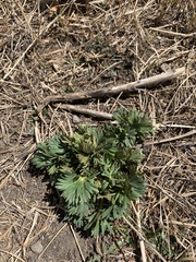 Aconitum kusnezoffii