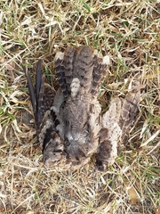 Caprimulgus jotaka