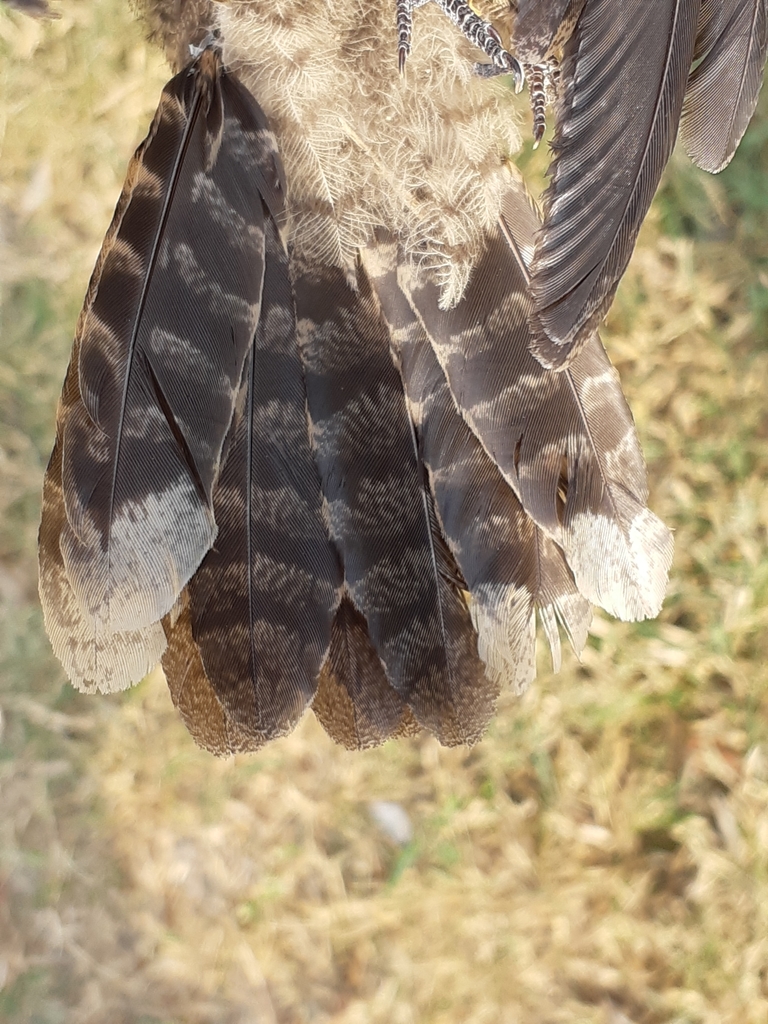 Grey Nightjar