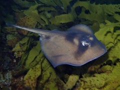 Trygonoptera personata