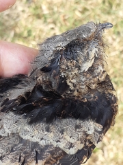 Caprimulgus jotaka