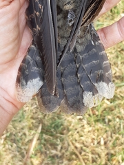 Caprimulgus jotaka