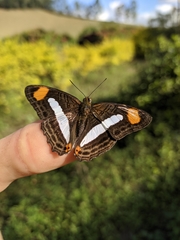 Adelpha syma