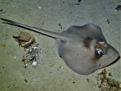 Trygonoptera personata