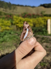 Adelpha syma