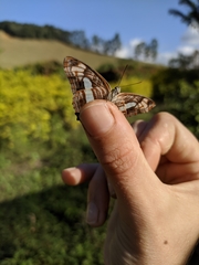 Adelpha syma
