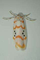 Cyana interrogationis