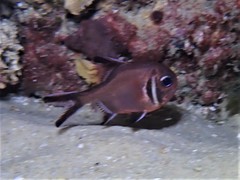 Trachichthys australis