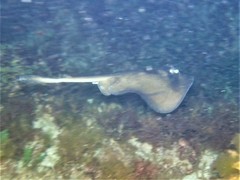Trygonoptera personata