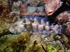 Notolabrus parilus