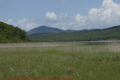 Eriophorum chamissonis