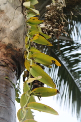 Vanilla palmarum