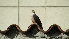 Accipiter striatus ventralis