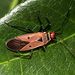 Pale Cotton Stainer - Photo (c) Pete Woodall, some rights reserved (CC BY-NC), uploaded by Pete Woodall