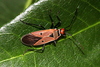 Pale Cotton Stainer - Photo (c) Pete Woodall, some rights reserved (CC BY-NC), uploaded by Pete Woodall