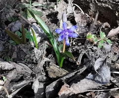 Scilla vindobonensis
