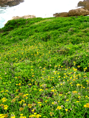 Helichrysum umbraculigerum
