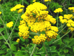 Helichrysum umbraculigerum
