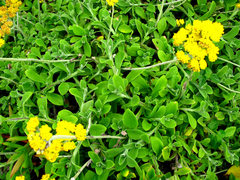 Helichrysum umbraculigerum