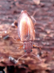 Stephostethus lardarius