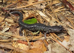 Plethodon chlorobryonis