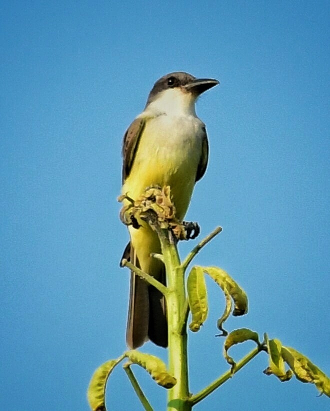 Tyrannus crassirostris crassirostris