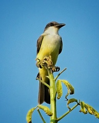 Thick-Billed Kingbird photo 3
