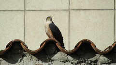 Accipiter striatus ventralis