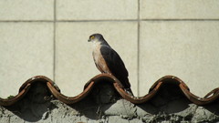 Accipiter striatus ventralis