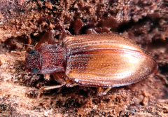 Stephostethus lardarius