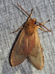 Pseudohemihyalea asignata