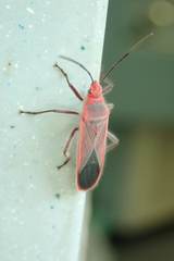 Thunbergia marginata