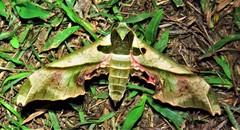 Adhemarius dariensis