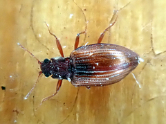 Stephostethus lardarius
