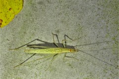 Oecanthus leptogrammus