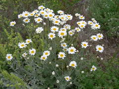 Tanacetum poteriifolium