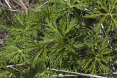 Geranium soboliferum