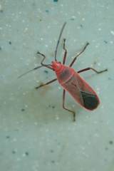 Thunbergia marginata