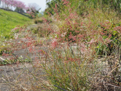 Melinis repens