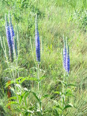 Veronica steppacea