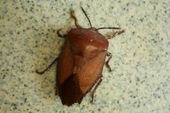 Tessaratoma papillosa