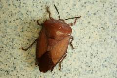 Tessaratoma papillosa