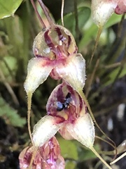 Masdevallia nidifica