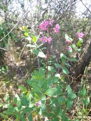 Apocynum venetum
